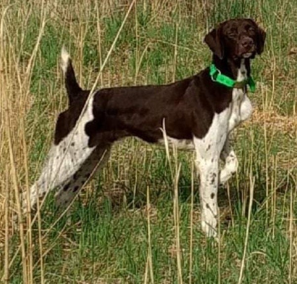 Grt, Grandsire of our Pistol Annie, Crosswind Truckin' Fritz! Fritz