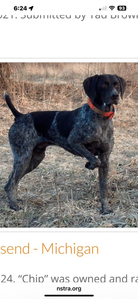 Crosswinds Microchip, the great grandsire of all our Pistol Annies puppies.